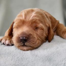 Robin - Caramel male Australian Labradoodle puppy in Stanwood, Washington from Victoria Creek Australian Labradoodles