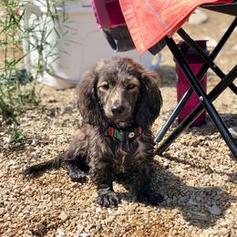 Australian Shepherd, Dachshund, and Miniature Australian Shepherd Puppies from Outlaw Aussies & Doxies