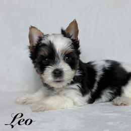 Leo - Black tan and white male Biewer Terrier puppy in Cartersville, Georgia from Alpha Tiny Paws