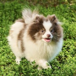 Pomeranians from Florida Girl Poms