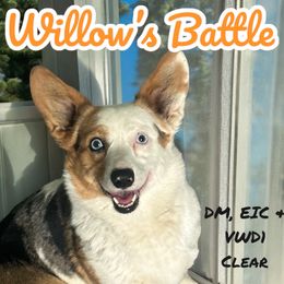 Willow - Pembroke Welsh Corgi