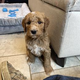 Buddy - Red  male Goldendoodle puppy in Sugarcreek, Ohio from True Hearted Doodles