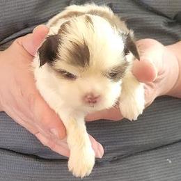 Girl 1 - female Shih Tzu puppy in Parma, Ohio from D's DeVine Shih-Tzu