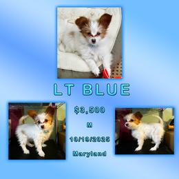 Lt Blue - Gavin - White and red male Papillon puppy in Oakland, Maryland from Holly Huxford
