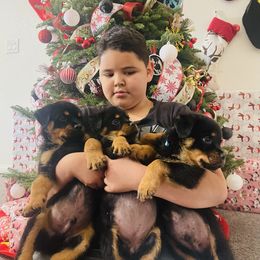 Rottweiler Puppies from Coronado Rottweilers