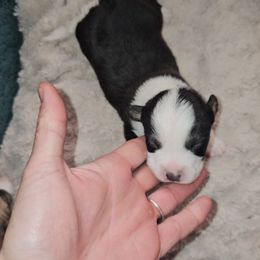 Trike - Black and white Cardigan Welsh Corgi puppy in Myton, Utah from Cardigan Corgi Cuties 💓