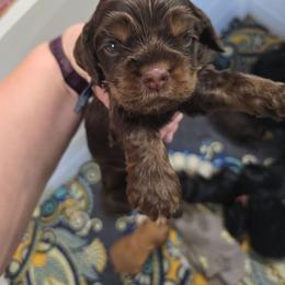 Dk blue collar - Brown white and tan male Cocker Spaniel puppy in South Milwaukee, Wisconsin from South East Wisconsin cocker spaniels