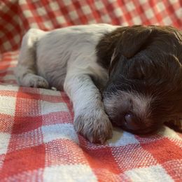 Girl 4 - Brown roan Lagotto Romagnolo puppy in Hendersonville, North Carolina from Wild Goods Lagotti