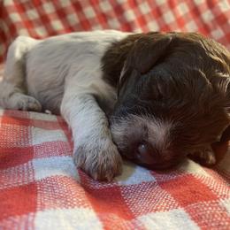 Girl 4 - Brown roan Lagotto Romagnolo puppy in Hendersonville, North Carolina from Wild Goods Lagotti