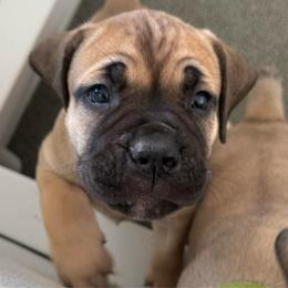 Pink Collar Girl - Fawn female Boerboel puppy in Warren, Michigan from BoHo Boerboels