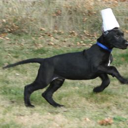 Great Dane Puppies from Dunn Right Ranch