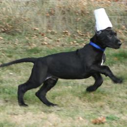 Great Dane Puppies from Dunn Right Ranch