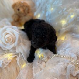 Flash - Silver male Poodle puppy in Poplarville, Mississippi from Southern Belle Poodles