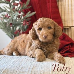 Toby - Red  male Goldendoodle puppy in Heber Springs, Arkansas from H&L GoldenDoodles