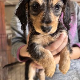 Kiss - Black and cream female Dachshund puppy in Huntingdon, Pennsylvania from Indian Creek Springers and Doxies
