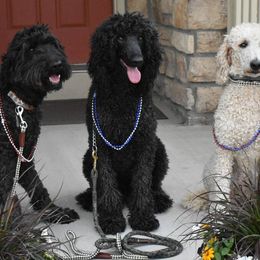 Goldendoodles and Poodles from MuchAdoodle.com