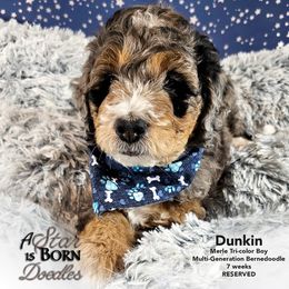 Bernedoodle Puppies from A Star is Born Doodles