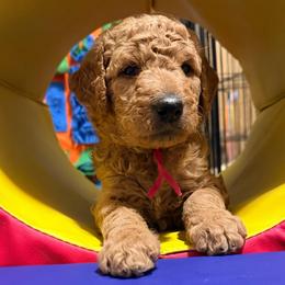 Raven -  Pink collar - Red  female Goldendoodle puppy in Puyallup, Washington from Dawnie’s Doodles