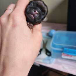 Shih Tzu Puppies from Wandering Tzu