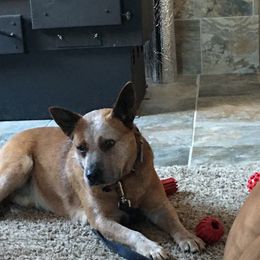 Bronze - Australian Cattle Dog
