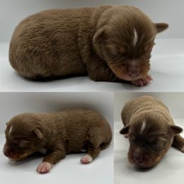 Red tri male - Red tri male Toy Australian Shepherd puppy in Brooker, Florida from Honey, I Shrunk the Aussies
