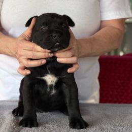 Lime Collar R - Black male Cane Corso puppy in Paris, Texas from Knucklehead Cane Corso