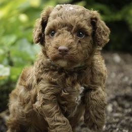 Zena - Red  female Poodle puppy in Nappanee, Indiana from Perfect Match Poodles