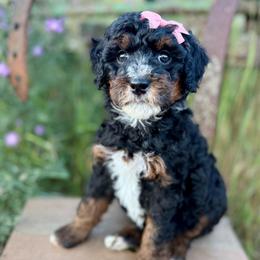 Pink - Tri-color female Bernedoodle puppy in Hesperia, Michigan from Red Acres Poodles & Doodles