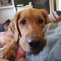 Gidet - Golden Retriever