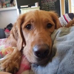 Gidet - Golden Retriever