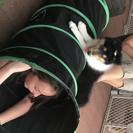 Collie Puppies from E’Marie Collies