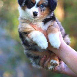 Miniature American Shepherd Puppies from Azure Sky Minis
