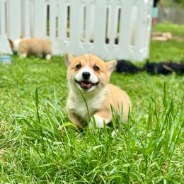 Betsy - Red female Pembroke Welsh Corgi puppy in Brashear, Texas from Sherwood Acres Pembrokes