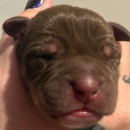 Clemintine - Chocolate female Great Dane puppy in Hutchinson, Kansas from Dappled Danes