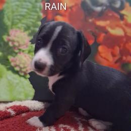 Rain - Piebald female Dachshund puppy in Columbia, South Carolina from A&R Dachshund
