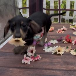 Black and Cream Wirehair Female (brindle points) - Black and cream female Dachshund puppy in Killeen, Texas from Southern Dachshunds