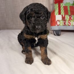 Merry - Phantom female Goldendoodle puppy in Luana, Iowa from Country View Bernedoodles and Goldendoodles