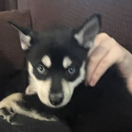 Pomsky Puppies from Farrah's Pomskies
