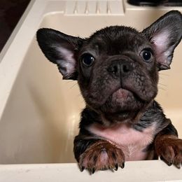French Bulldogs and German Shepherds from K94ULLC
