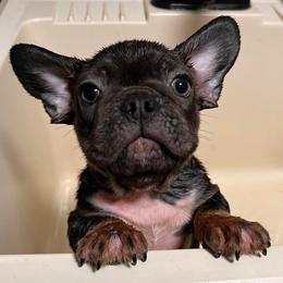 French Bulldogs and German Shepherds from K94ULLC