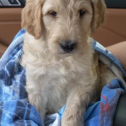 Goldendoodle Puppies from Aloha Sunset Doodles