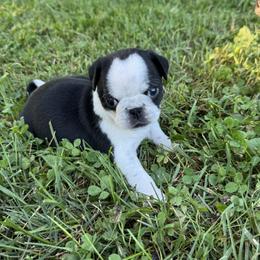 Pug Puppies from Pug Envy