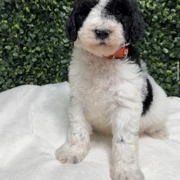 Henry - Parti male Goldendoodle puppy in Los Angeles, California from Exquisite Doodles
