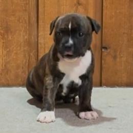 Girl 1 - female Staffordshire Bull Terrier puppy in Rochester, Minnesota from K8'sK9s and MedCity Staffords