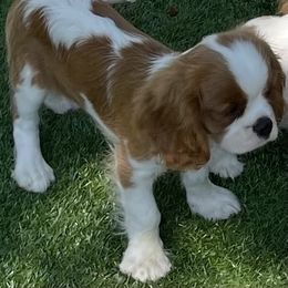 Cavalier King Charles Spaniel Puppies from Evera True Spaniels by Michele True