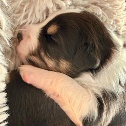 Raven - Black tri-color female Australian Shepherd puppy in Morehead City, North Carolina from Crab Point Australian Shepherds