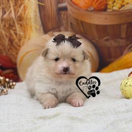 Boo - Cream female Pomeranian puppy in Nashville, Arkansas from Cuddles n Curls