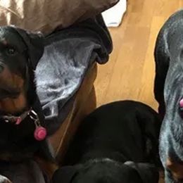 Rottweilers from Ridge Rottweilers