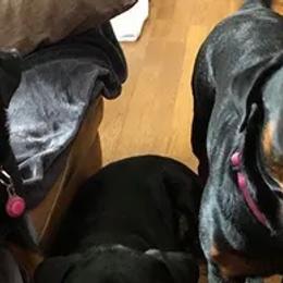 Rottweilers from Ridge Rottweilers