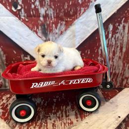 Delilah - White female Shih Tzu puppy in Success, Missouri from Sweet Success